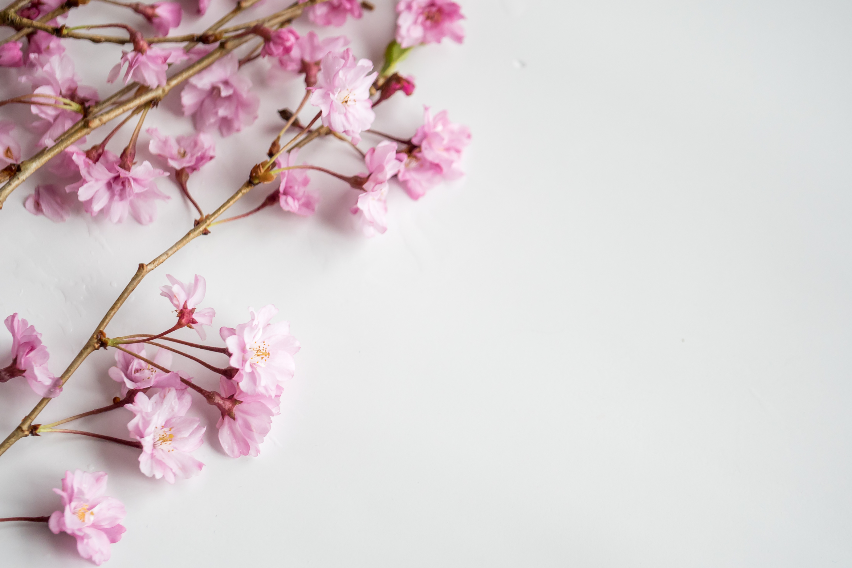 Bunch of tender pink cherry flowers on white background
